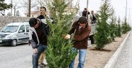Malatya'da Ağaç dikim çalışmaları